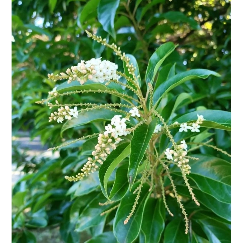 BUNGA MAYANG SARI / BUNGA HARUM SUNDAL MALAM / CITHAREXYLUM SPINOSUM