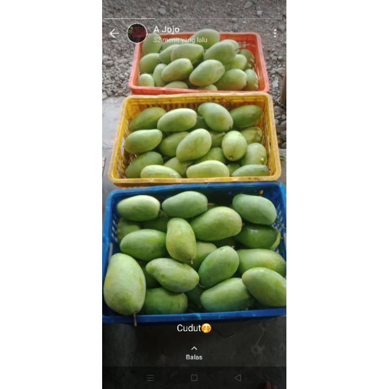 

mangga arumanis organik