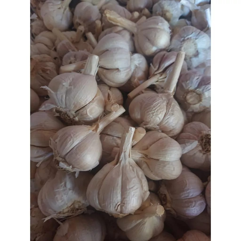 

BAWANG PUTIH SEGAR 1 KG