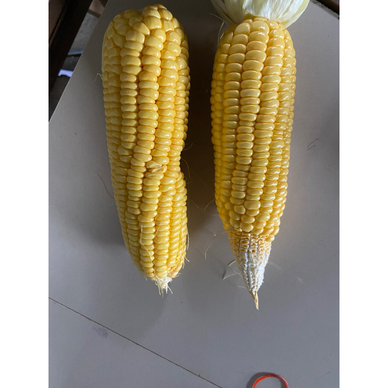 

jagung manis 1 kg