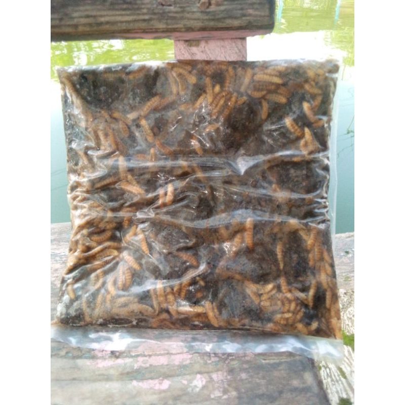 pelet magot siap pakai