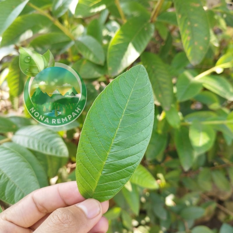 

Daun Jambu Biji Fresh 1 Helai