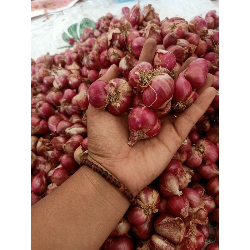 

bawang merah probolinggo