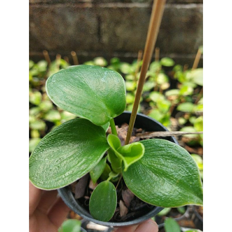 philodendron rugosum atau pig skin