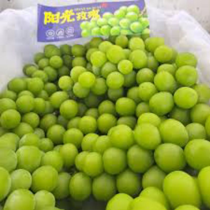 

Anggur Shine Muscatt + keranjang 5kg