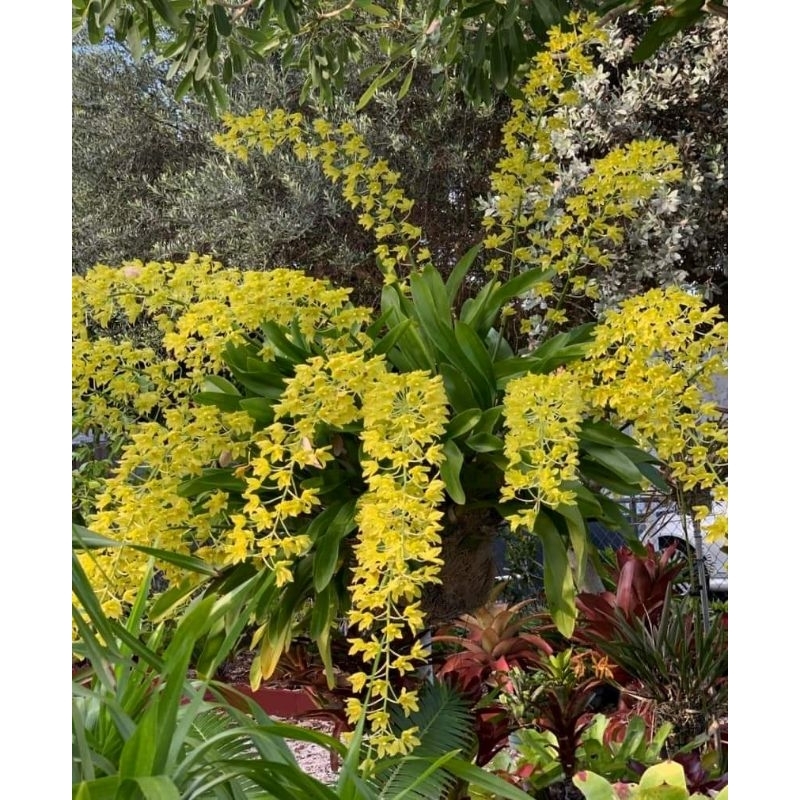 Grammatophyllum Citrinum