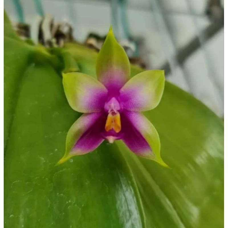Phalaenopsis Bellina