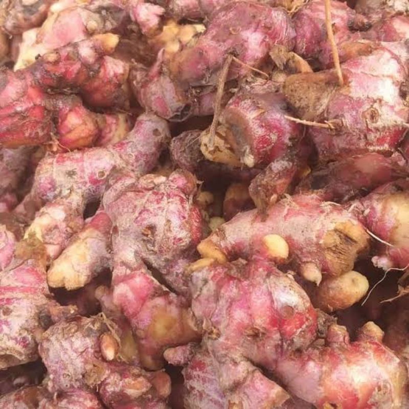 

JAHE MERAH UTK HERBAL 500GR