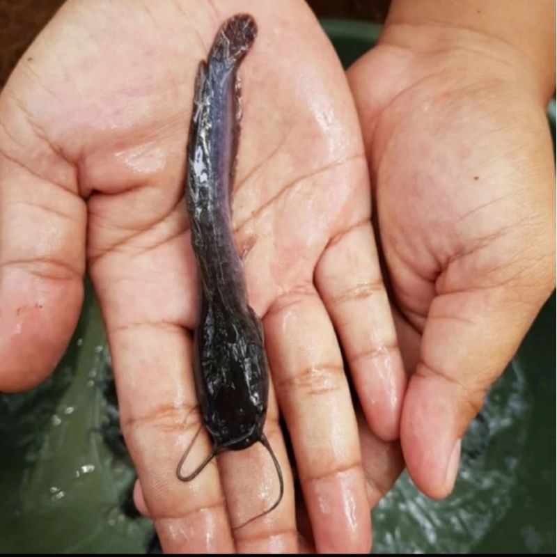 Bibit Lele 10cm Sangkuriang