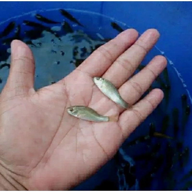 Ikan Terapi Nilem