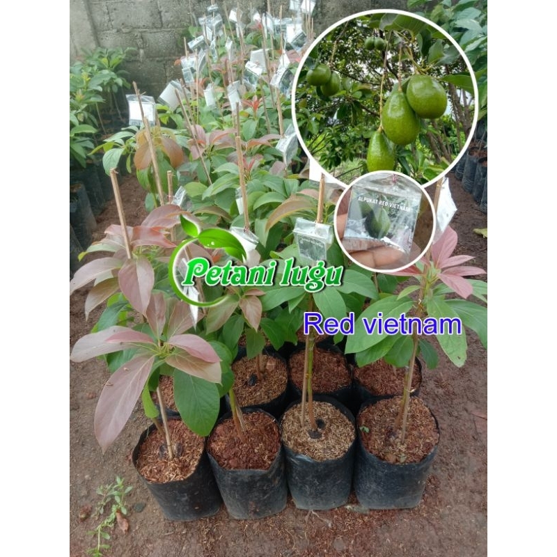 bibit buah alpukat red vietnam