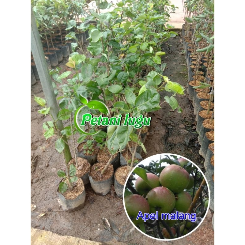 Bibit Buah Apel Malang cepat berbuah