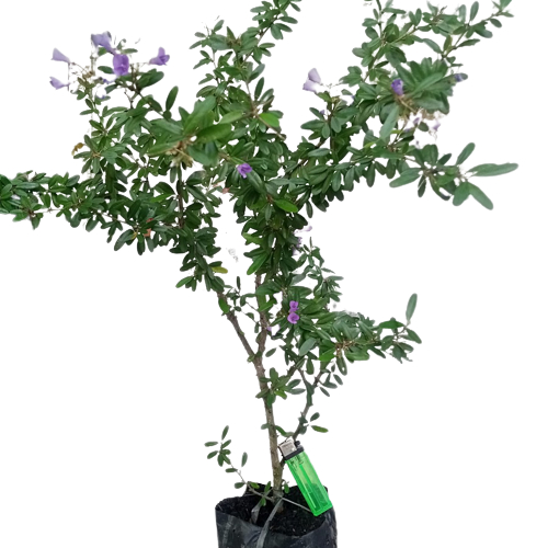 tanaman bahan bonsai saeng simbur mikro vietnam / saeng simbur micro vietnam /bibit bonsai saeng sim