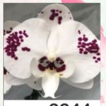 Anggrek Bulan Putih Totol Merah