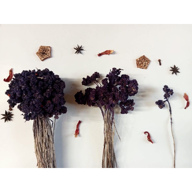 BUNGA EDELWEISS UNGU KECIL (BUDIDAYA)