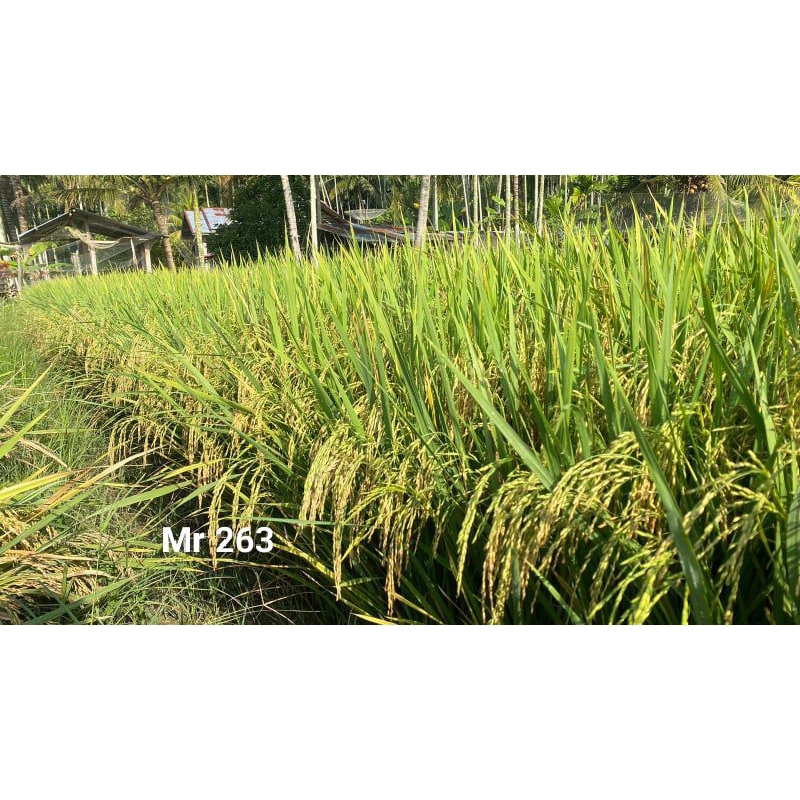 Benih padi Mr 263 kemasan 1 kg