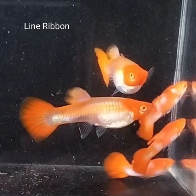 Guppy Albino Koi Line Ribbon (gen ribbon, kepala merah tapi gak punya dasi)