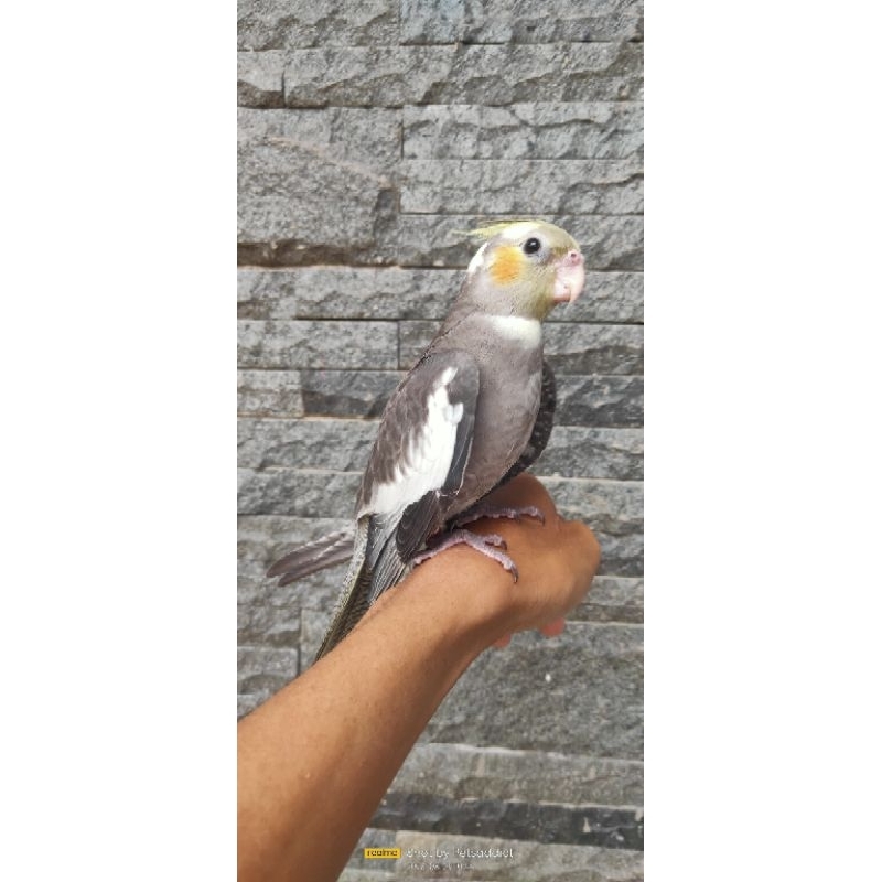 Burung parkit Australia grey jinak