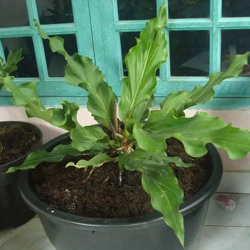 Tanaman hias anthurium gelombang cinta - tanaman antorium gelombang cinta