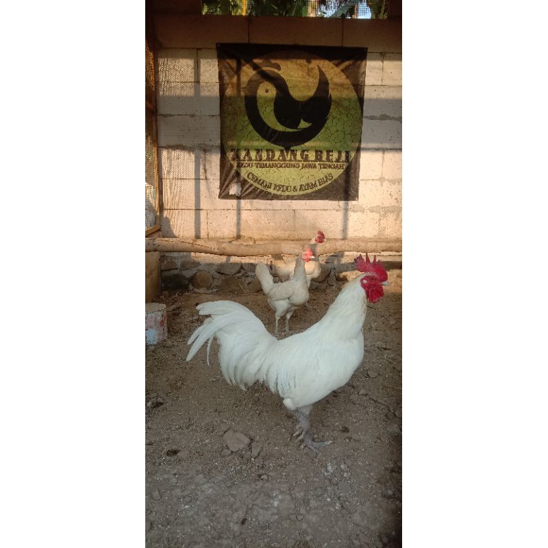

Telur Tetas Ayam Kedu Putih
