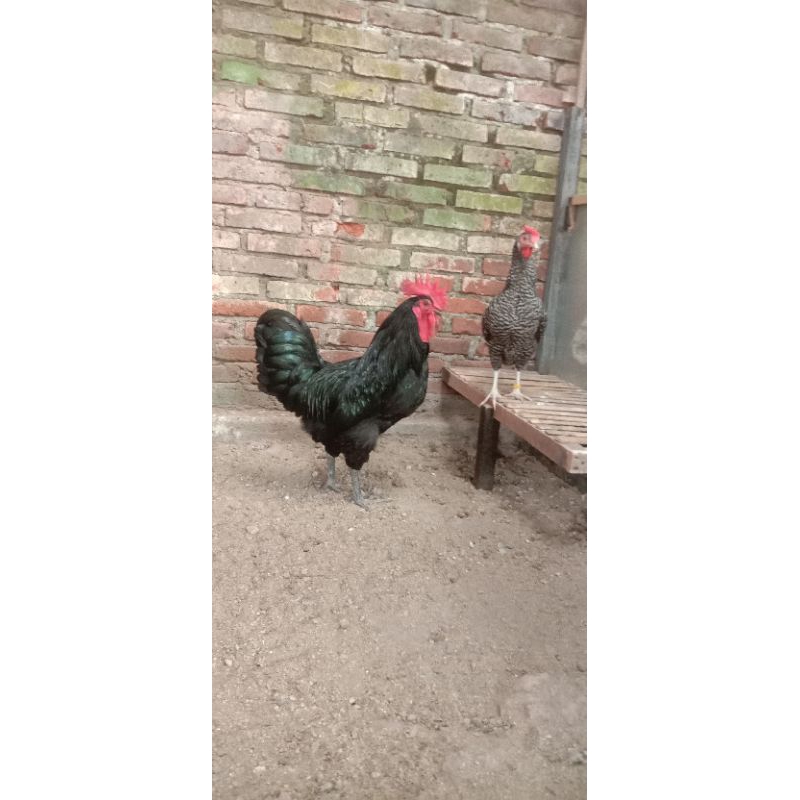 

Telur Tetas Ayam Kuntara4