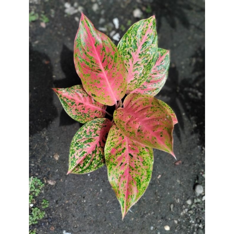 AGLONEMA RED STRIPTIS MUTASI