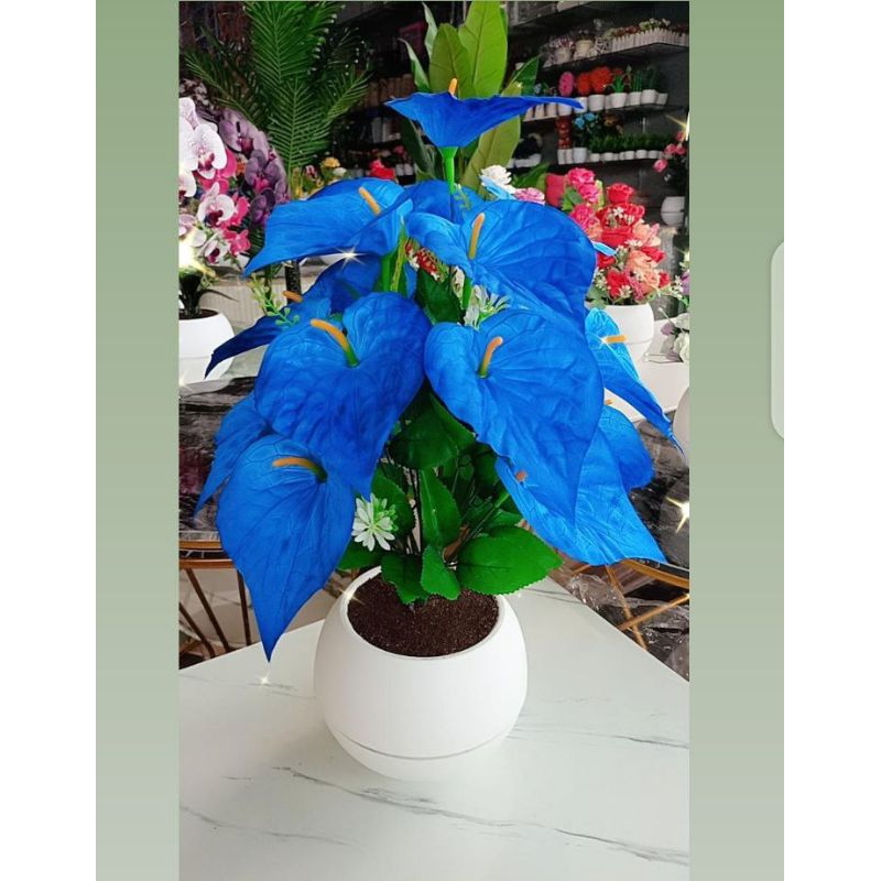 Bunga keladi pot bulat plastik