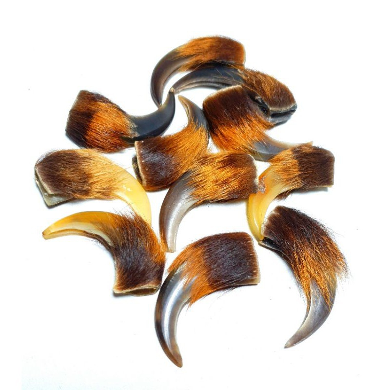 BARANG ANTIK KUKU MACAN