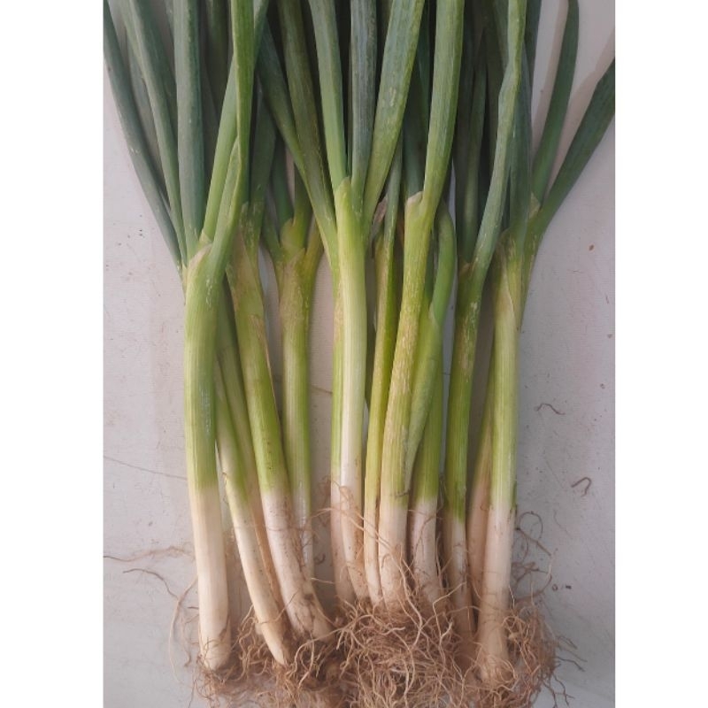 

daun bawang 500gram