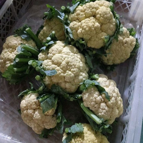 

Kembang Kol 500 gram - 1 kg