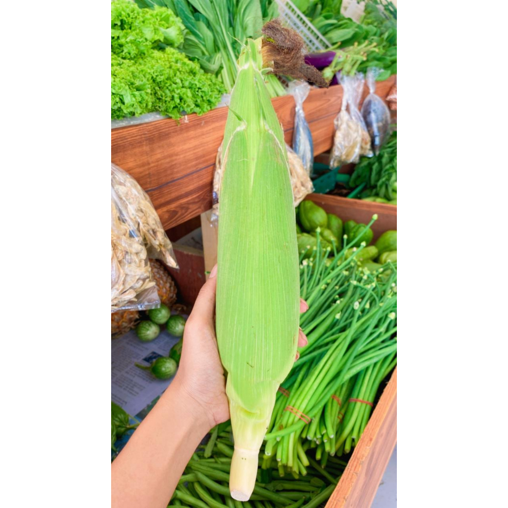 

JAGUNG MANIS 1 PCS