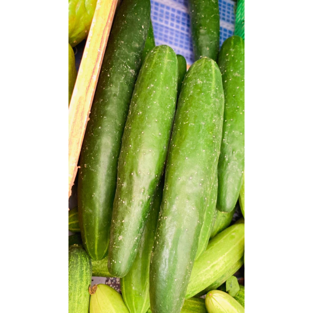 

TIMUN JEPANG 250 GRAM SEGAR