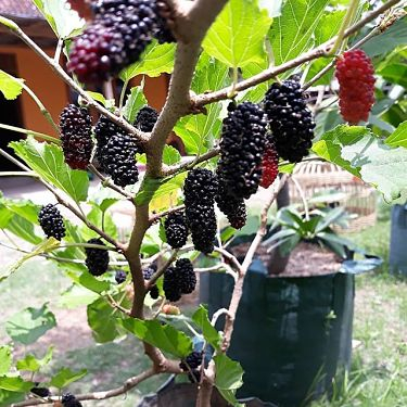 Buah Segar di Taman Anda: Tanaman Murbei