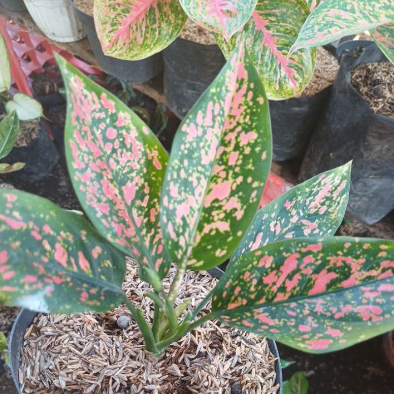 Aglaonema Ruby Garuda Batik