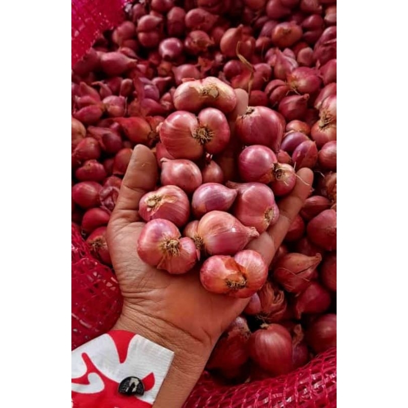 

Bawang probolinggo tanggung besar