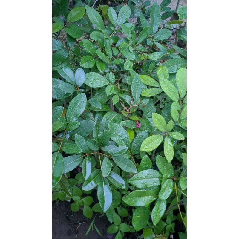 Bibit Tabebuya Warna Merah Okulasi