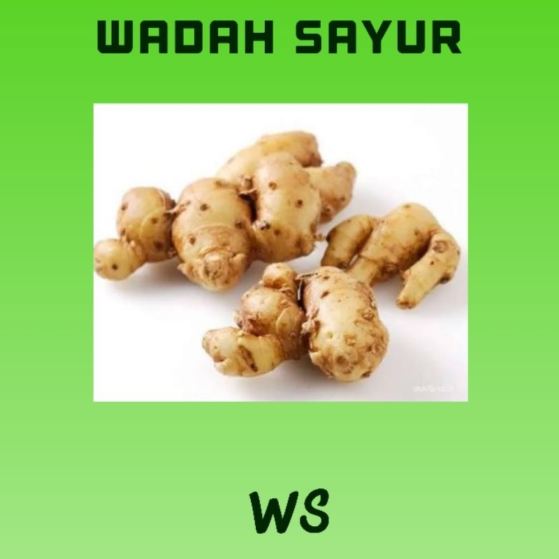 

Kencur Segar ( 250 Gram ) | Wadah Sayur Bogor