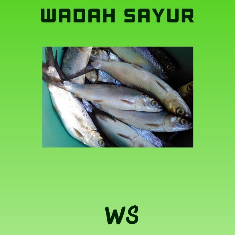 

Ikan Bandeng Segar ( 500 Gram ) | Wadah Sayur Bogor