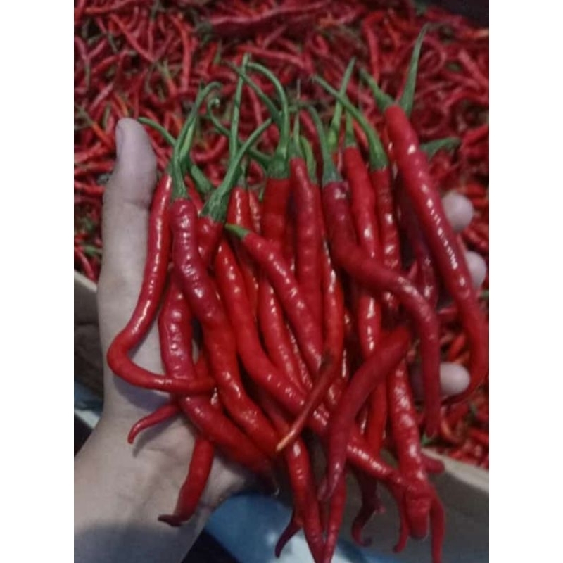 

cabe merah keriting 500gr