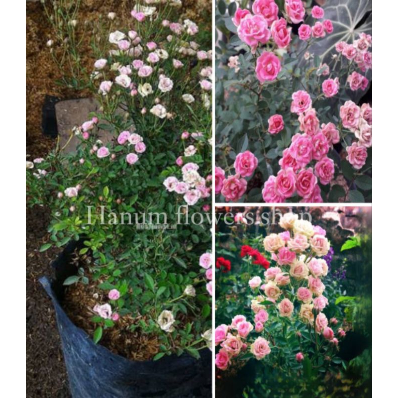 tanaman hias baby rose pink super