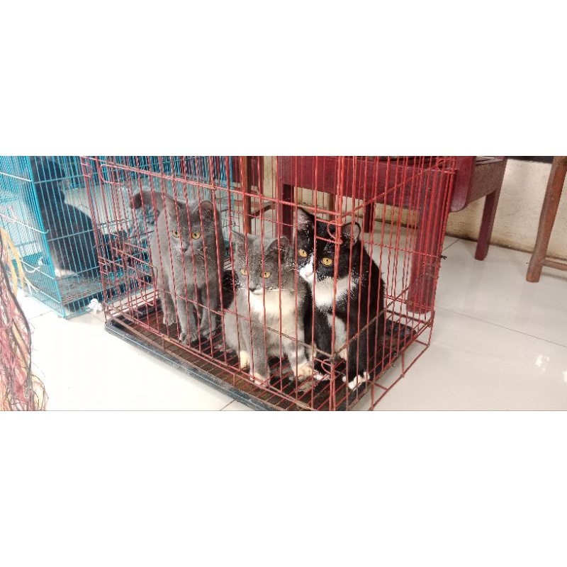 Kucing russian blue kitten