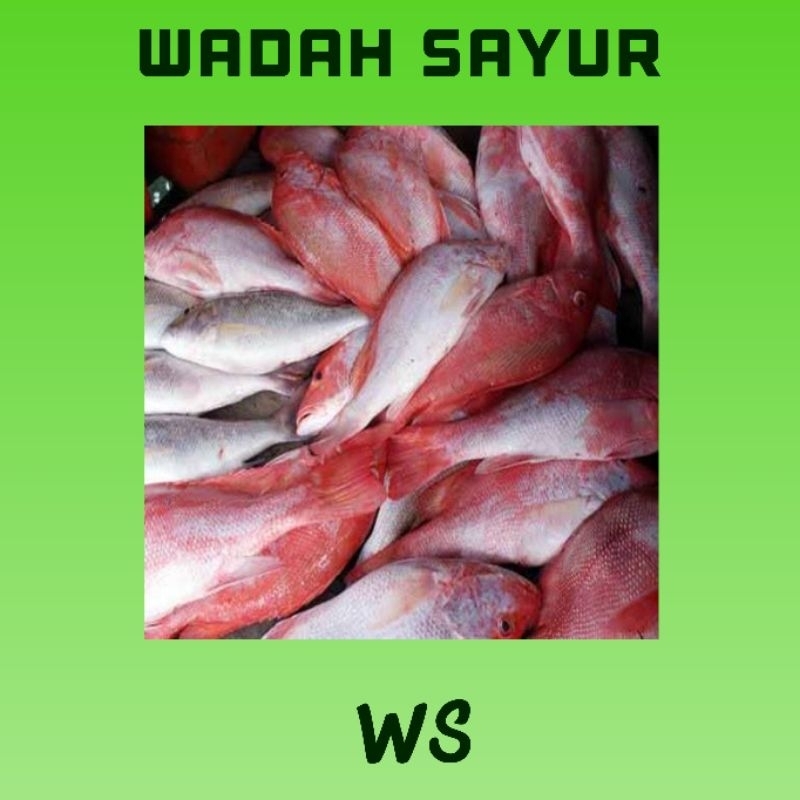 

Kakap Merah Segar ( 500 Gram ) | Wadah Sayur Bogor