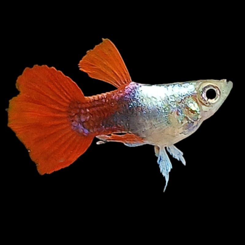 

kardus packing-platinum red tail short body