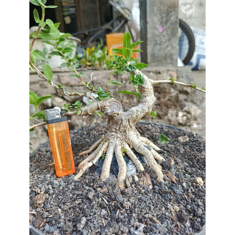 bahan bonsai Sancang prokar