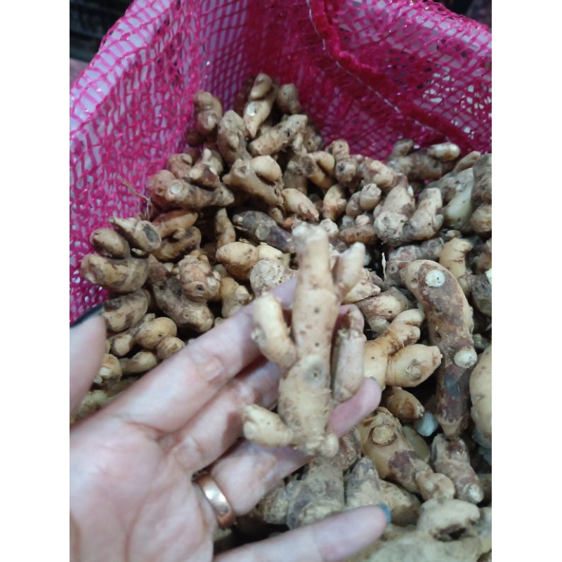 

Kencur Segar 100gr