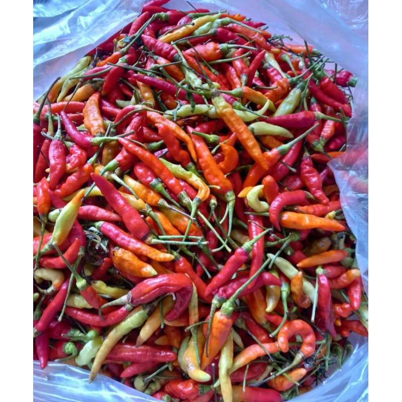 

Cabai Rawit 100g - 250g