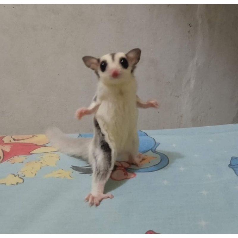 SUGAR GLIDER MOZAIK MOZA JOEY SG MOZAIK