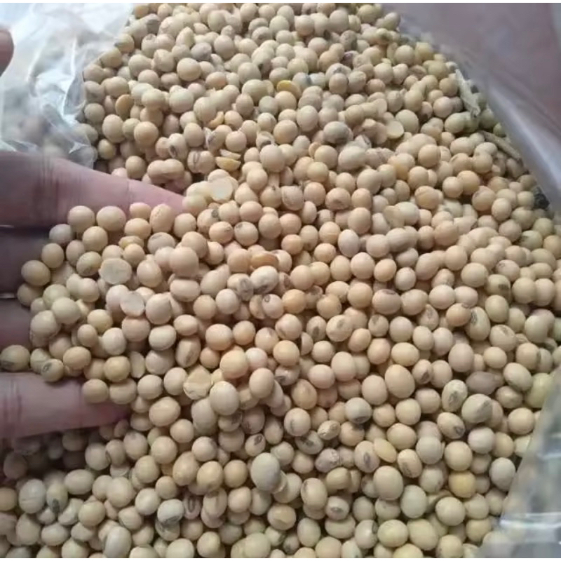 

Kacang Kedelai Impor Pagoda Amerika Super Grade No.1