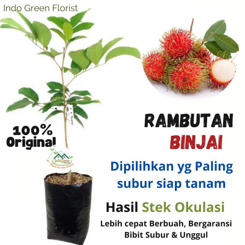 Bibit Rambutan Binjai Stek Okulasi /Tanaman Rambutan /Bibit Buah Rambutan/Rambutan Berbuah Cepat