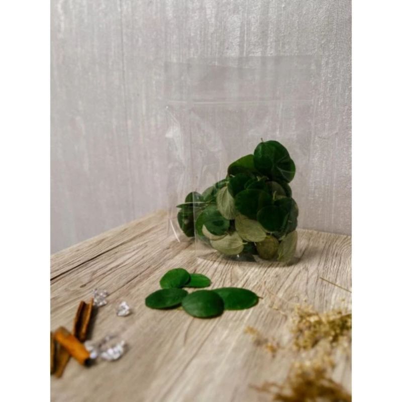 

Daun Bidara Arab Fresh 50 gram